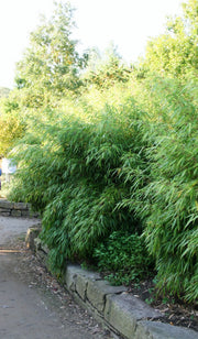 Fargesia rufa - weitere Ansicht